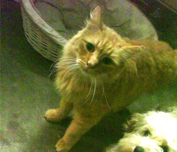 戈贝尔式爆发与山西队的节奏魔法,当防守铁闸遇见进攻万花筒